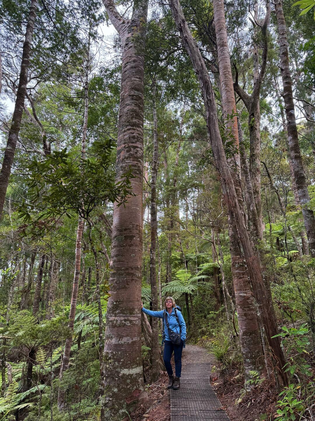 Opua Kauri Walk