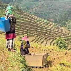 Schwerstarbeit: hier werden die Reissamen vom Stroh getrennt.