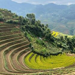 Das fast ganz abgeerntete Reisfeld in Hufeisenform