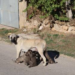 6 neue Straßenhunde...süß und in Zukunft nervig