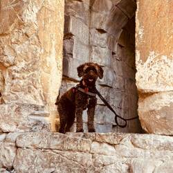 Wild dog at Temple of Diana