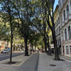 Tree lined city street