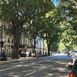 Another gorgeous tree line street