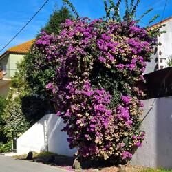 Er staat ook nog best veel in bloei.