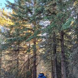 In the Rattlesnake valley area