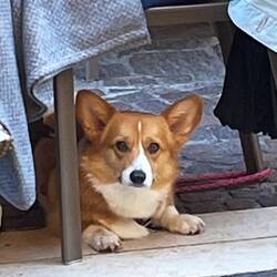 Cute Corgi alert