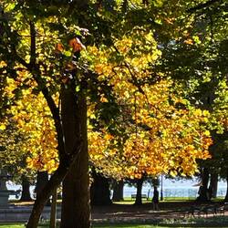 The foliage is just stunning
