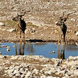 Kudu