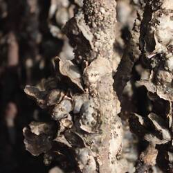 Austern auf den Mangrovenwurzeln...