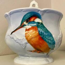 Eisvogel 😘