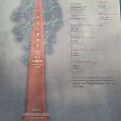 General Grant = Sequoia mit dem weltweit größten Durchmesser von 12 m & 3. größter vom Volumen