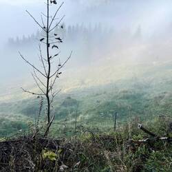 ..schließlich ergreift und verschluckt.