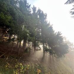 ..rückt der dichter Nebel, der uns..