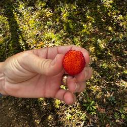Arbutus berry from a strawberry tree, the national tree of Italy