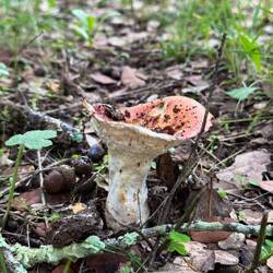 They missed a few, or these are dangerous to eat