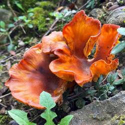 Something was digging up mushrooms and likely truffles