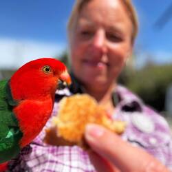 Käse-Tomaten-Toastie