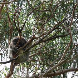 Putziges Fellknäuel