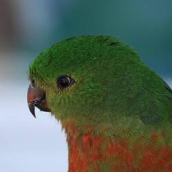 Gibts nicht nur in grün-rot, sondern auch in rot-grün