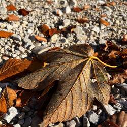 ..zum Waldsteig hinein.