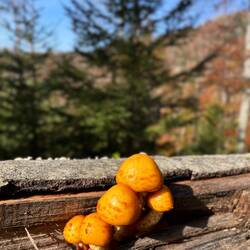 ..mit all seinen Wundern 🍄