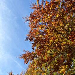 ..zurück in den Herbst..