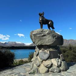 Das Dog Monument von Lake Tekapo🐕