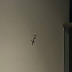 Kleiner Freund zu Besuch im Flur