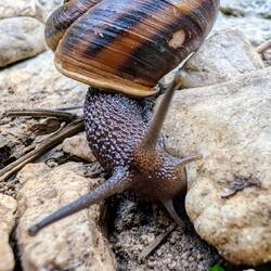 Schnecke hatte schon einen Unfall