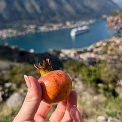 Granatäpfel wachsen hier überall