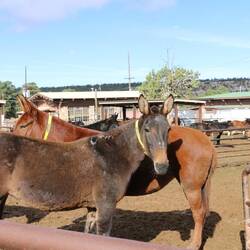 Mule