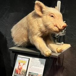 Gordy the singing pig - we know as Babe!