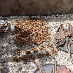 Sonnengetrocknete Muscheln