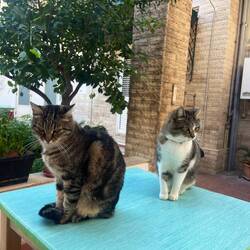 Nos copains de l'auberge