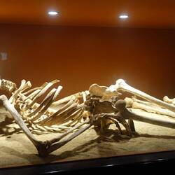 Und kann ihre Überreste ansehen