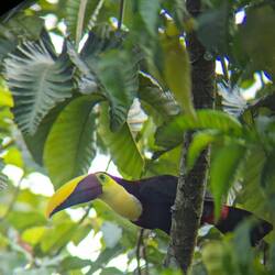 A toucan