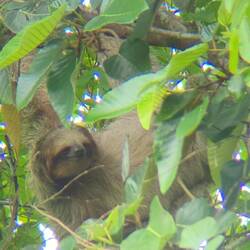 Two toed sloth