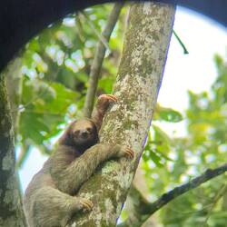 Our first sighting of a wild sloth!