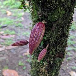 A cacao fruit