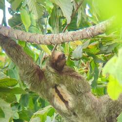 Three toed sloth