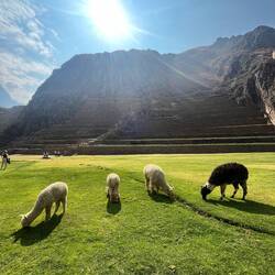 Klar sind die am Start