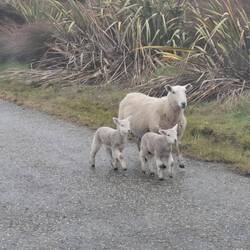 manchmal laufen die Schafe auch frei auf der Straße herum