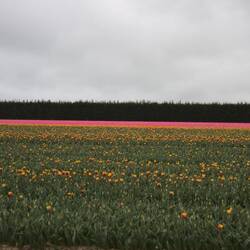 Tulpenfelder