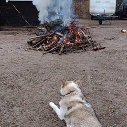 Sumu bei der Feuerwache😅