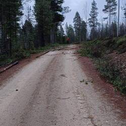 Stämme entasten