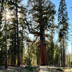 Grizzly Giant