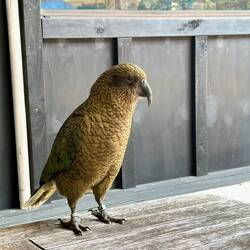 Kea(s)