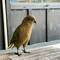 Kea(s)