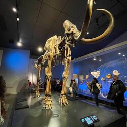 Dinosaur skeleton of a mammoth