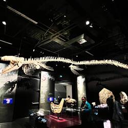 Another dinosaur skeleton
